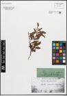 Foto von Salix waldsteiniana Willd.